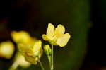 Floating bladderwort